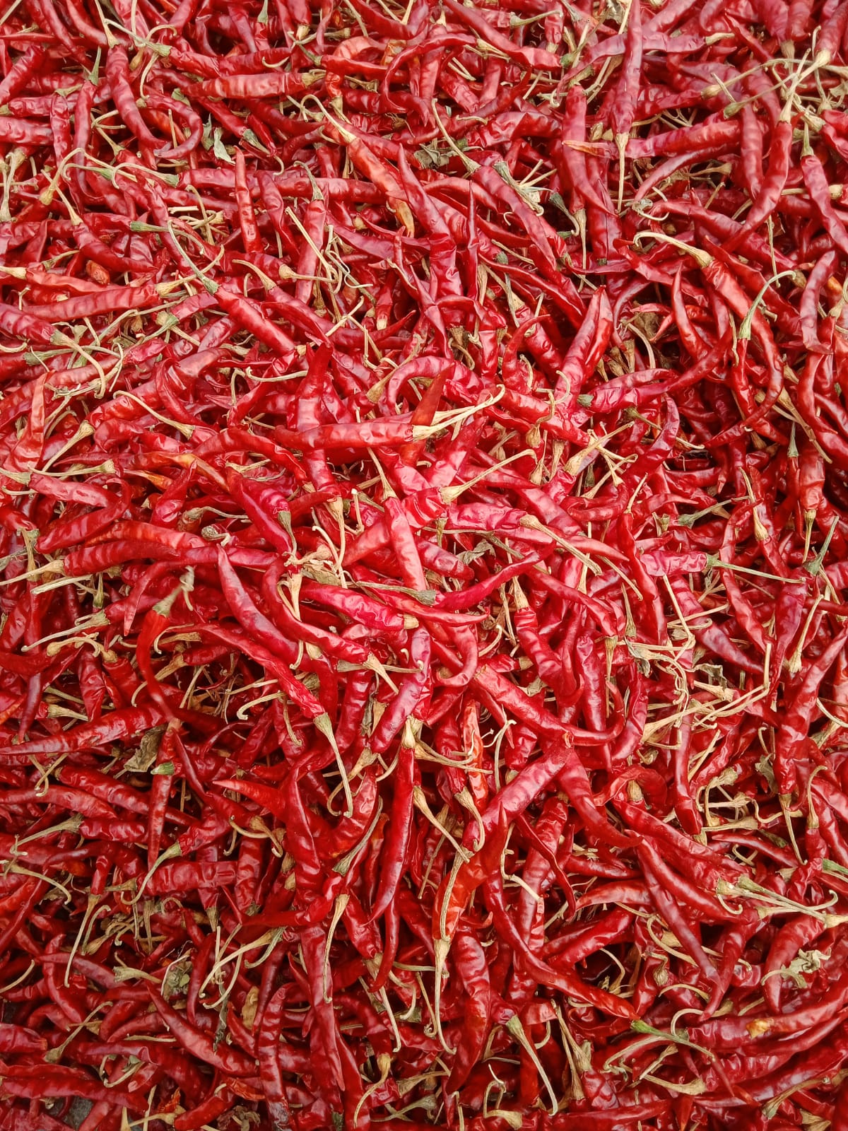 Teja Dried Red Chilli